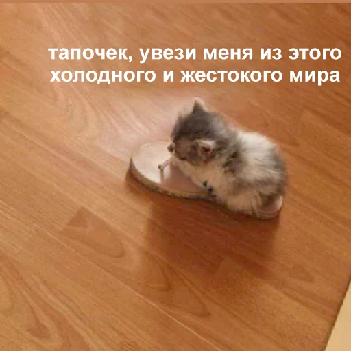 Тапочек, увези меня отсюда