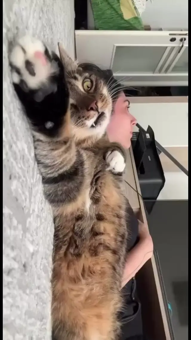 Кот в шоке от пения хозяйки