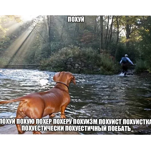 Такса стоит спиной к зрителю, человек удаляется вглубь леса через воду. — человек с рюкзаком