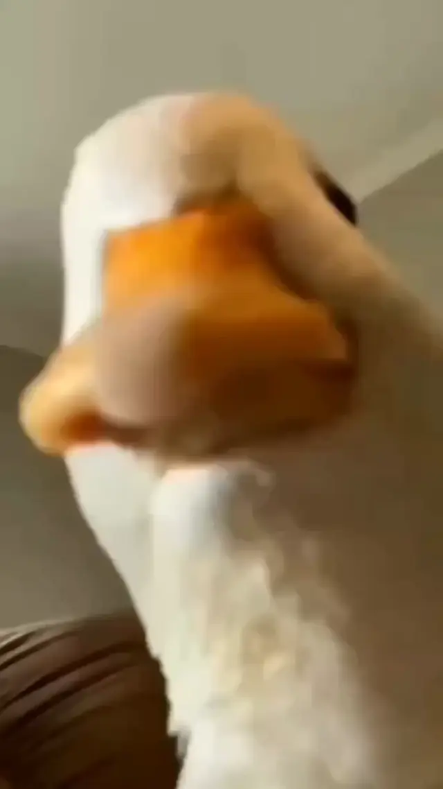 Утка делает а