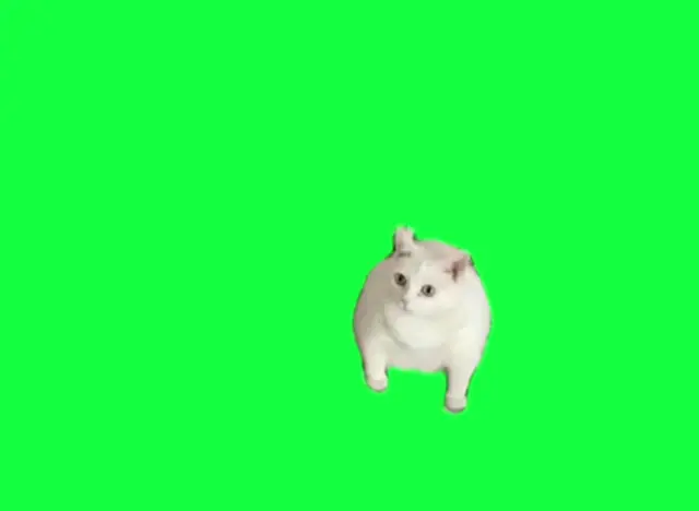 Танцующий белый кот на хромакее
