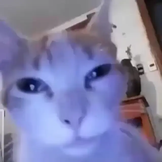 Кот под фонк