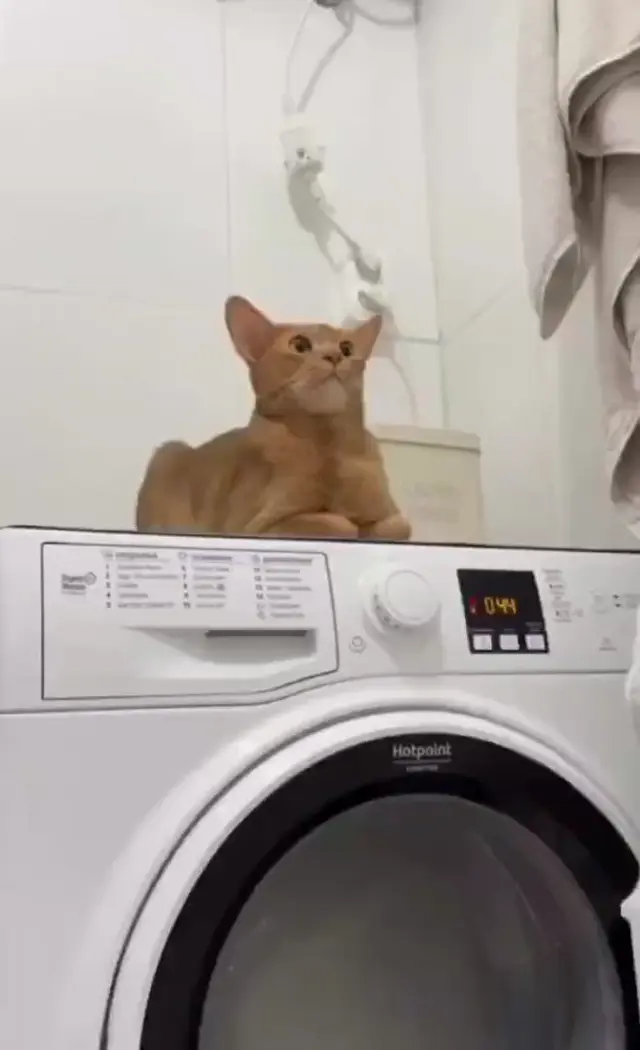 Кот получает массаж на стиралке