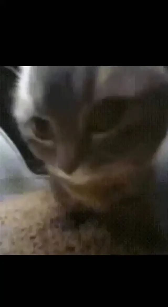 Кот танцует под Чипи Чипи Чапа Чапа