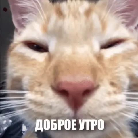 Кот с красными глазами желает доброго утра