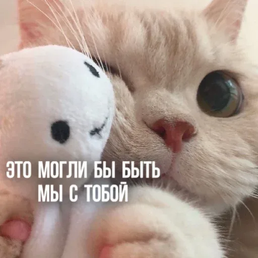 Кот прижимает игрушку к себе, создавая иллюзию объятий — бежевый кот