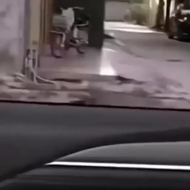 Собака на Bugatti: I woke up in a new Bugatti