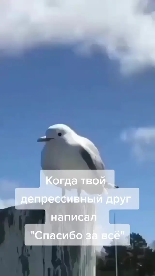 Чайка кричит от паники