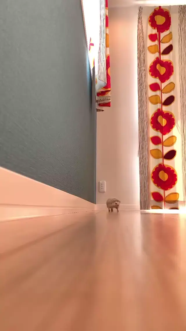 Бегущий ежик