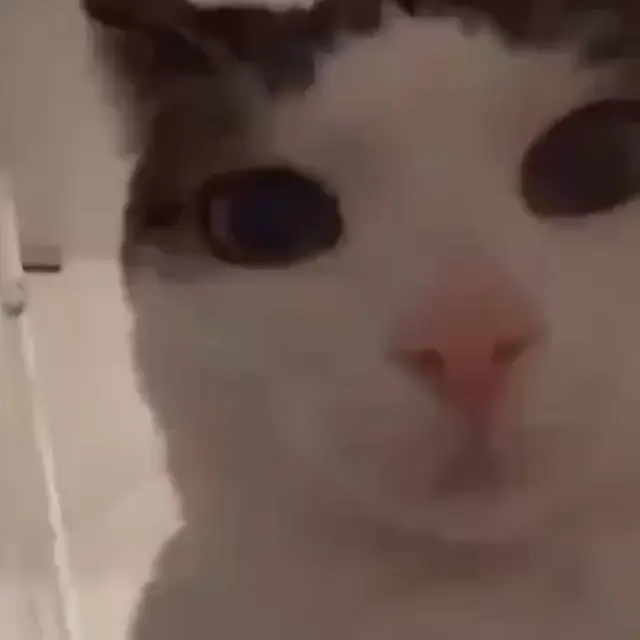Кот с подозрительным взглядом