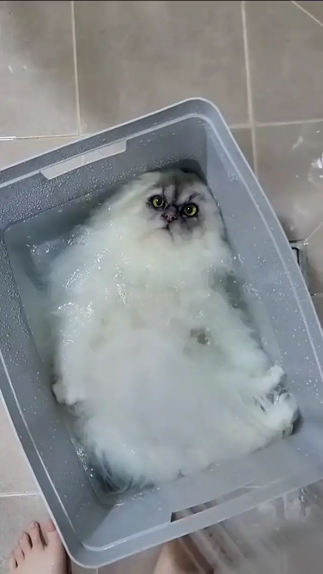 Кот чиллит в ванночке