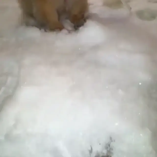 Стильный шпиц в ушанке