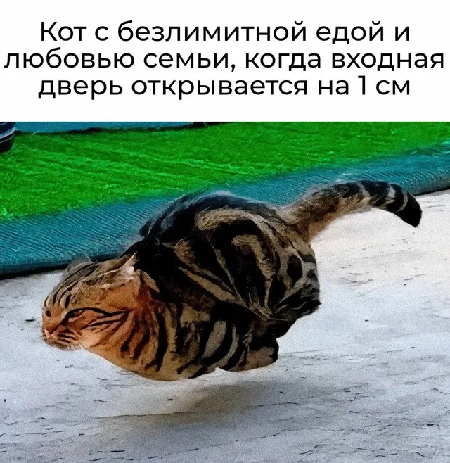 Полосатый кот изгибается всем телом, пытаясь проскользнуть в узкую щель у пола — Полосатый кот