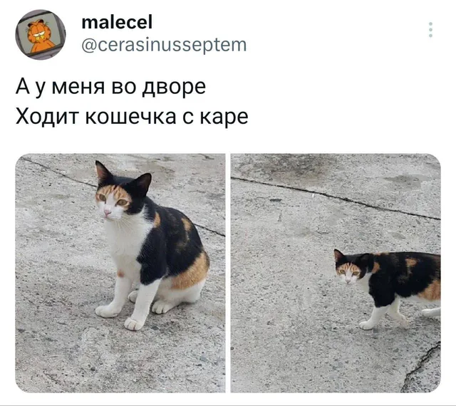 Кошка сидит на асфальте, а затем идет по нему; окрас шерсти на голове создает визуальную иллюзию стрижки каре. — трехцветная кошка