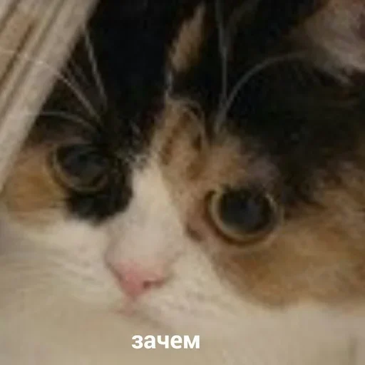 file 1233526