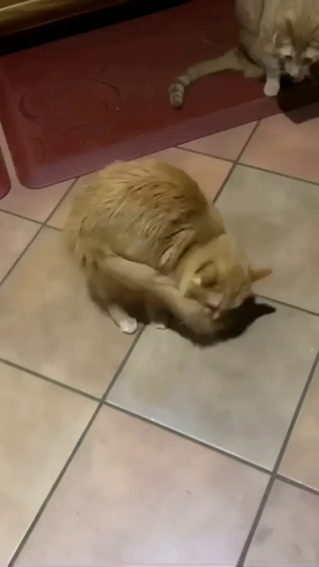 Кот чешет ухо на ходу