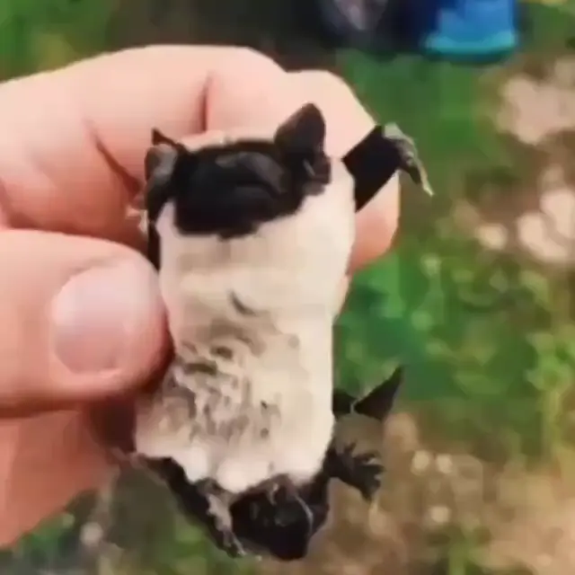 Летучая мышь по имени Олежка