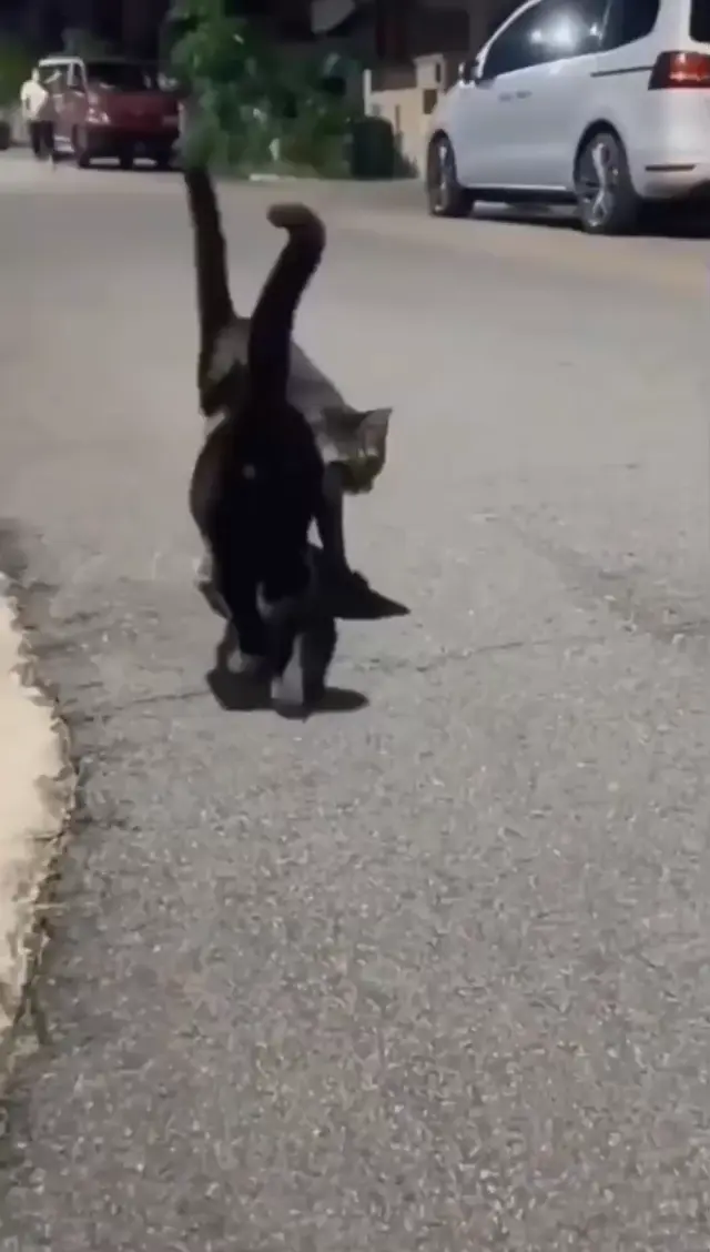 Кошачья любовь в форме сердца