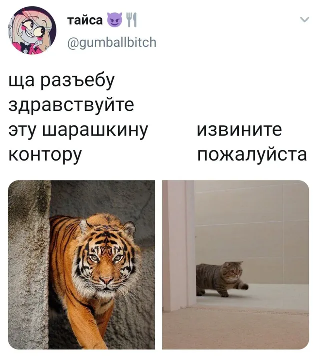 Слева тигр уверенно идет вперед, справа кот робко переступает порог. — автор поста с ником @gumballbitch
