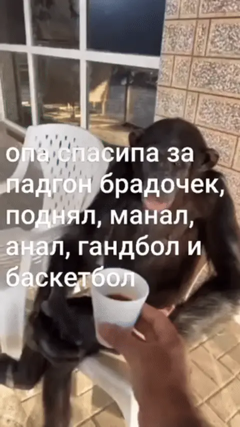 Опа спасипа за падгон брадочек