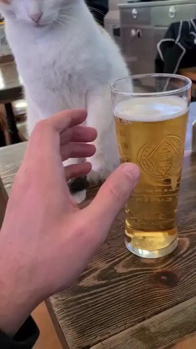 Кот запрещает пить пиво