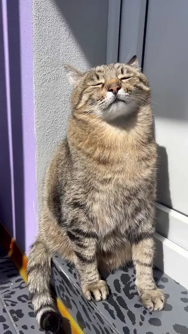 Кот кайфует на солнышке под пение птиц