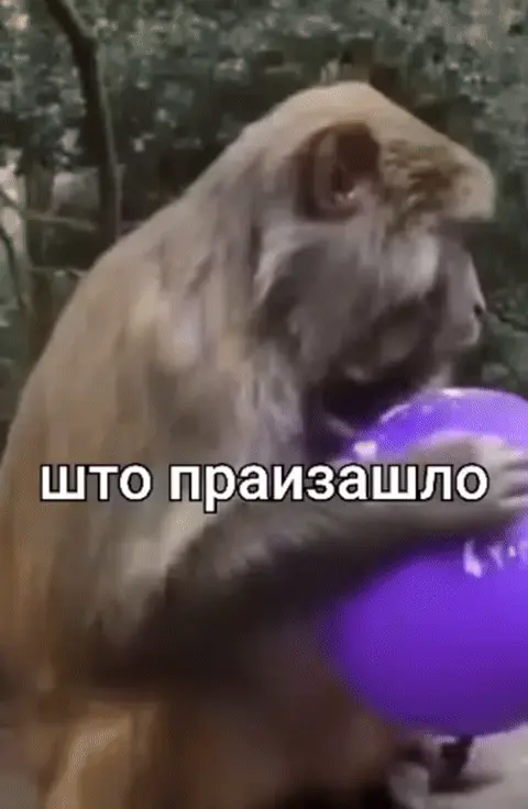 Обезьяна лопнула шарик и не понимает што праизашло