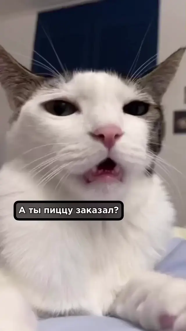 Кот ждет пиццу и очень хочет кушать