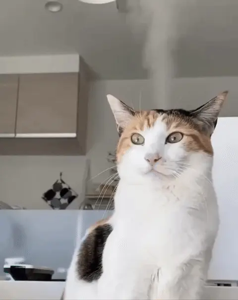 Кот, у которого кипит мозг