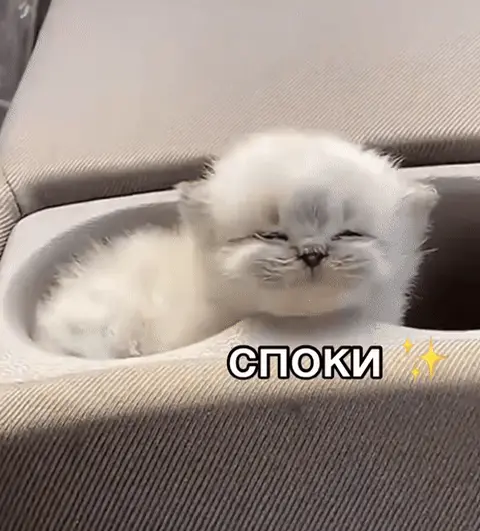Котенок проваливается и засыпает с надписью Споки