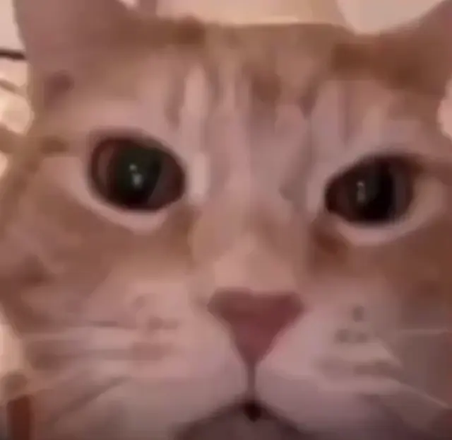 Кот кричит от всей души