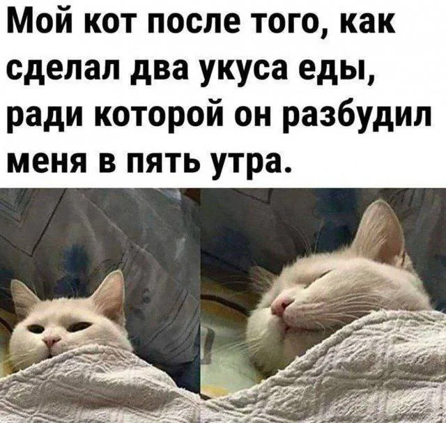 Кот после завтрака в пять утра
