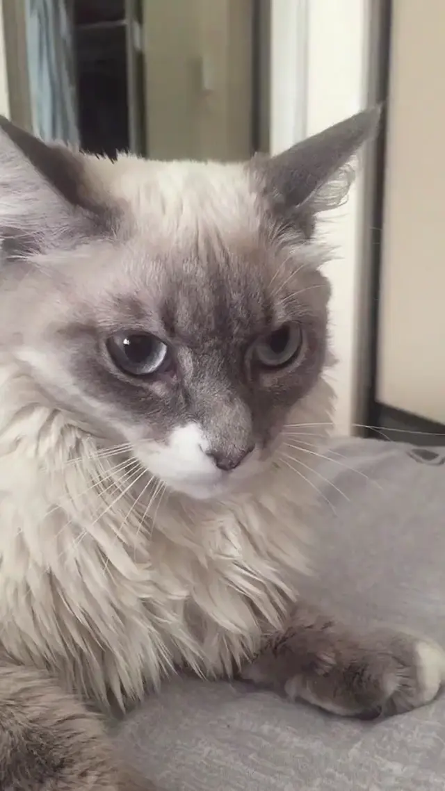Бетти, ты кошка