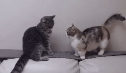 Кот держит другого кота за лоб