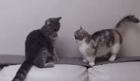 Кот держит другого кота за лоб