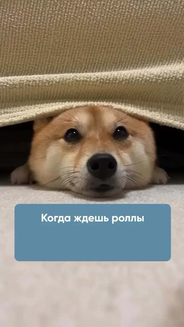 Когда ждешь роллы и слышишь звонок курьера