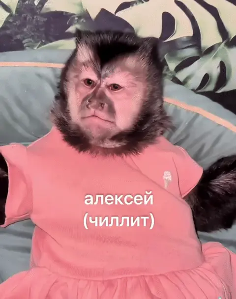 Алексей чиллит в розовом платье
