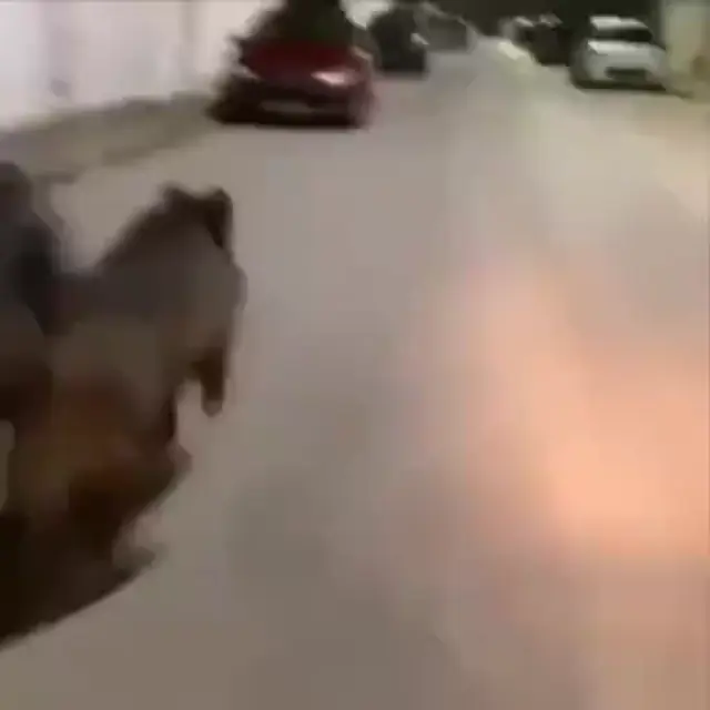 Кабан бежит под фонк по городу