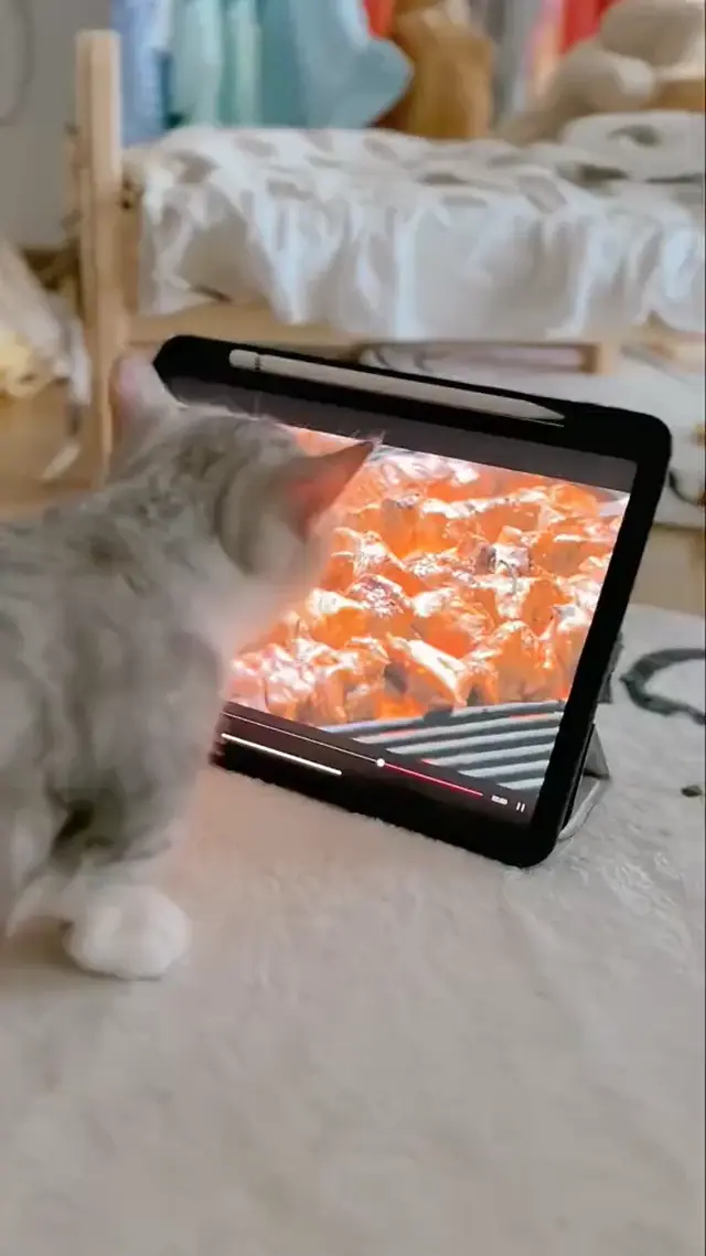 Кот облизывает экран с шашлыком