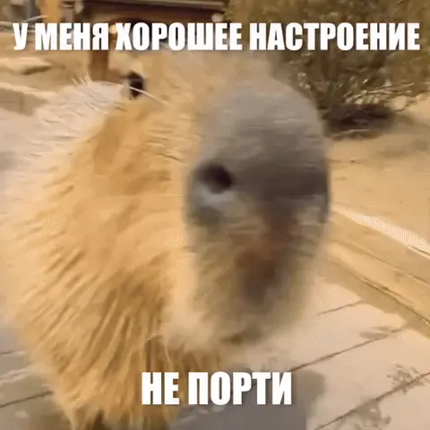 Капибара просит не портить настроение