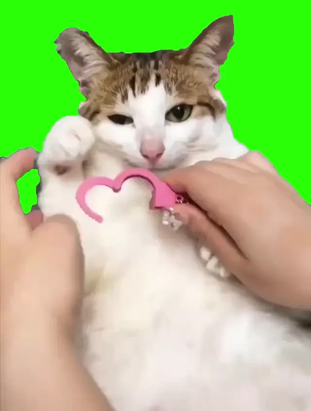 Кот в розовых наручниках на хромакее