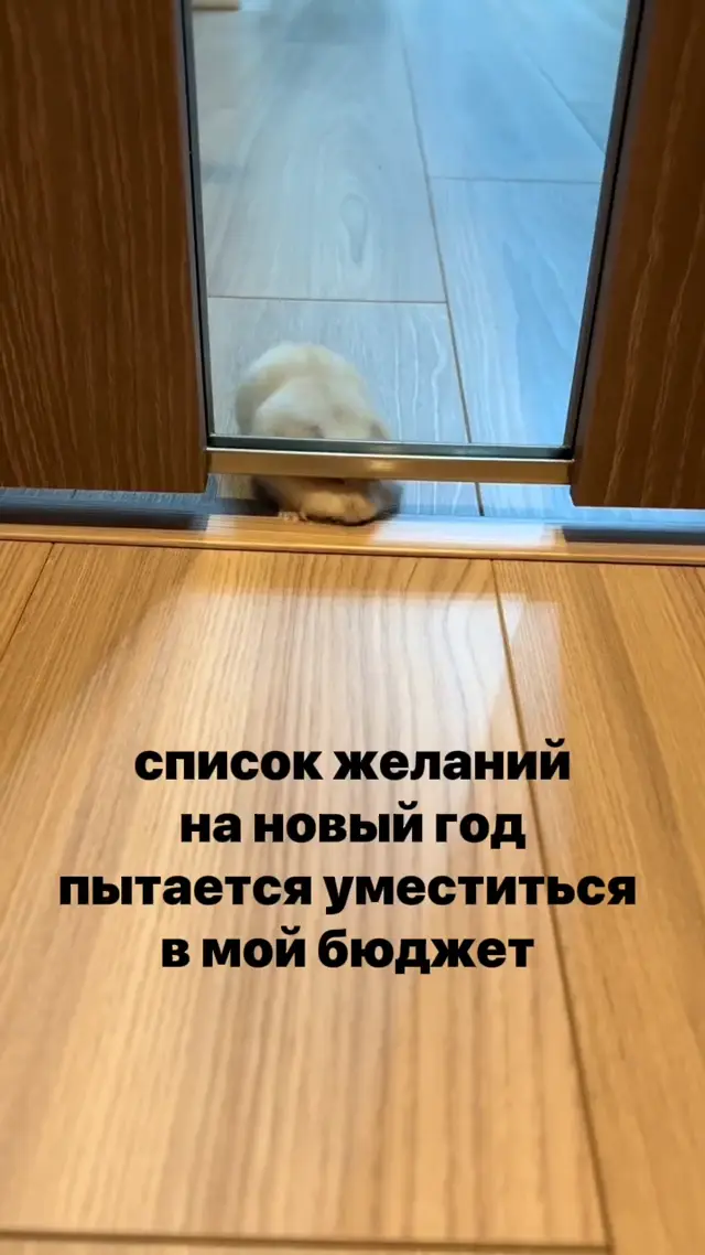 Хомяк пытается пролезть под дверью