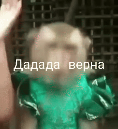 Обезьяна кивает «Дадада верна»
