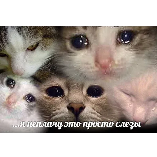 Статичное изображение, движения нет. — коты