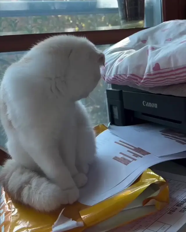 Кот пугается принтера