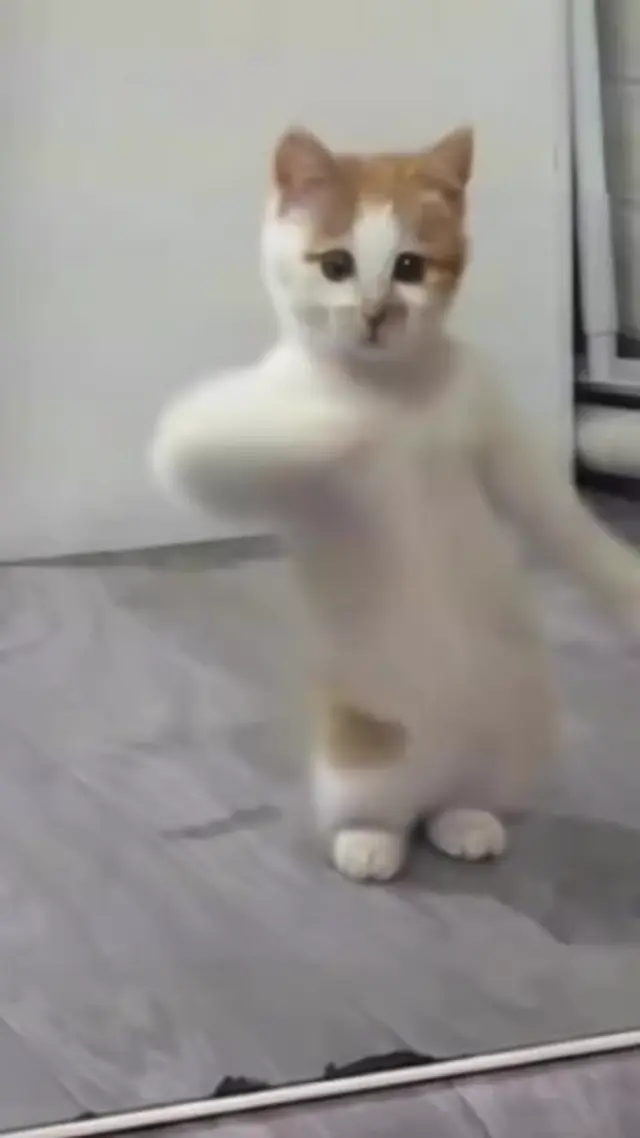 Танцующий кот Чипи Чипи Чапа Чапа