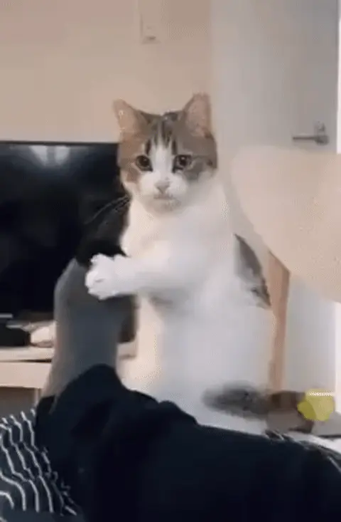 Кот обнимает ногу хозяина