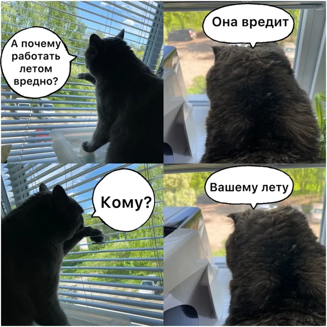 Кот смотрит в окно, в кадре появляются облачка с текстом, имитирующие диалог. — серый кот
