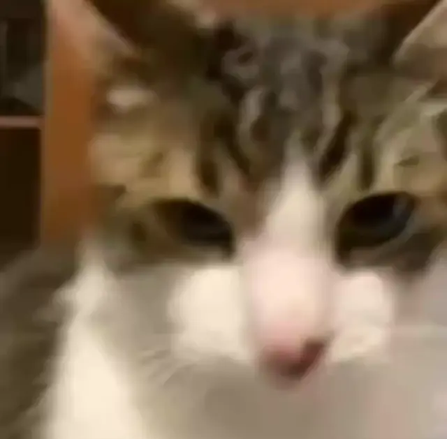 Кот смотрит прямо в душу