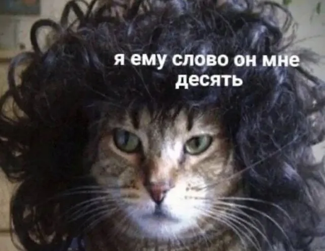 Кот в парике: я ему слово он мне десять
